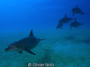 an encounter I'll never forget... by Olivier Notz 